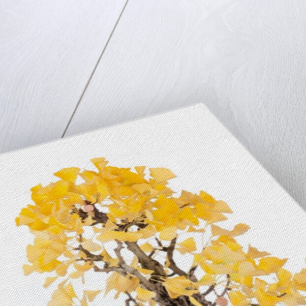 bonsai ginko biloba by Anonymous