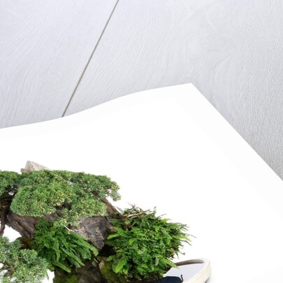 bonsai by Anonymous