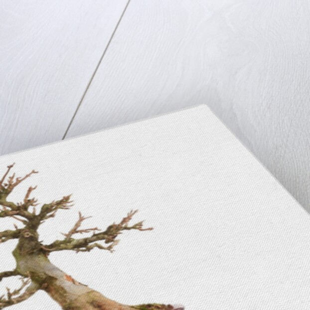 bonsai acer by Anonymous