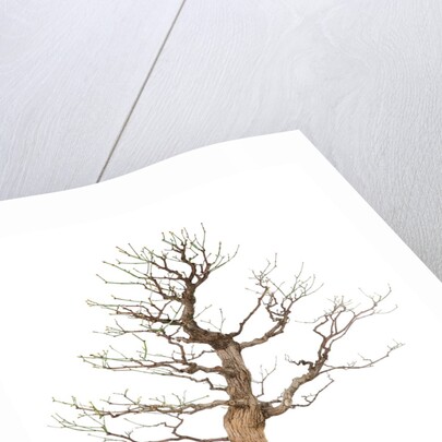 bonsai by Anonymous