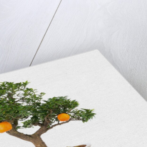 bonsai by Anonymous