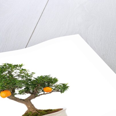 bonsai by Anonymous