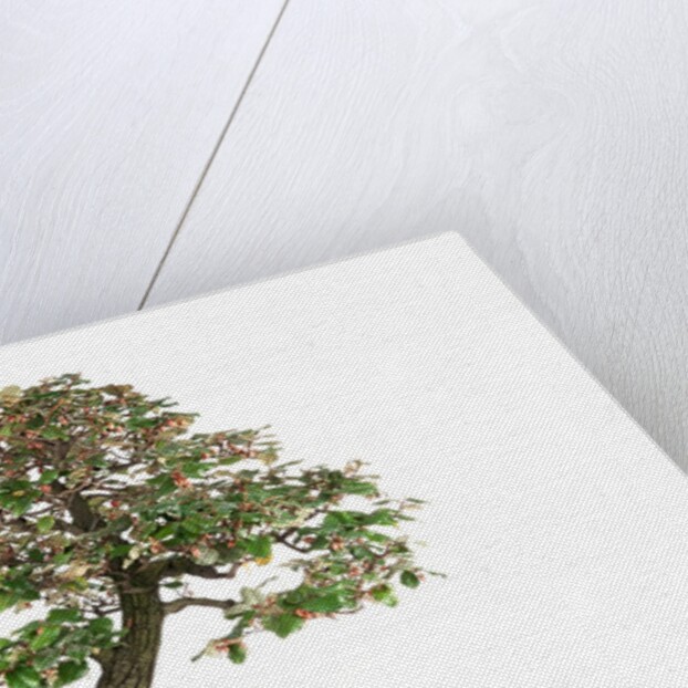bonsai by Anonymous