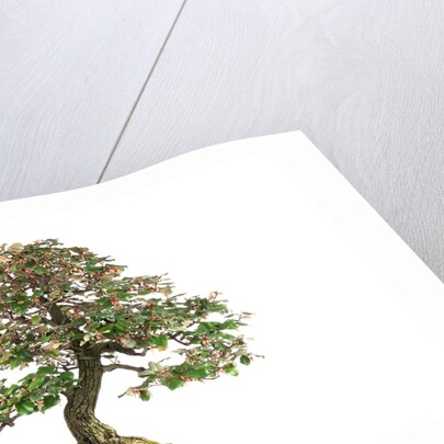 bonsai by Anonymous