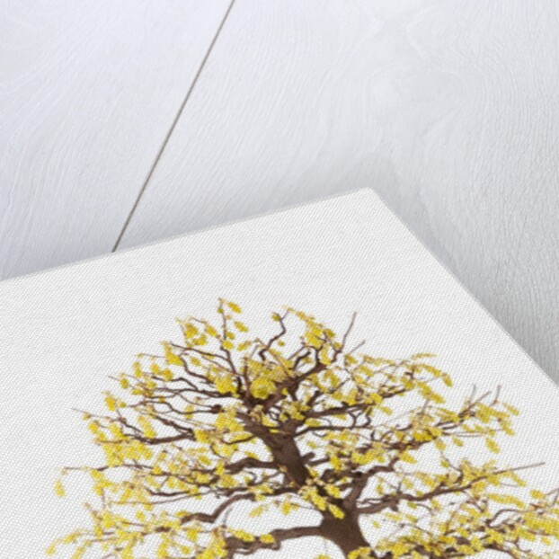 bonsai by Anonymous