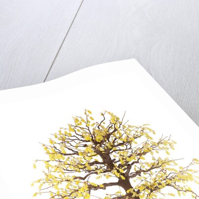 bonsai by Anonymous