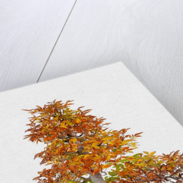 bonsai by Anonymous