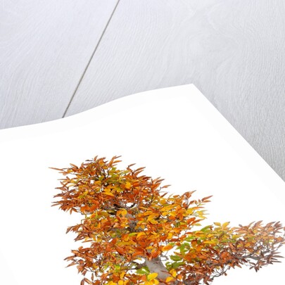 bonsai by Anonymous