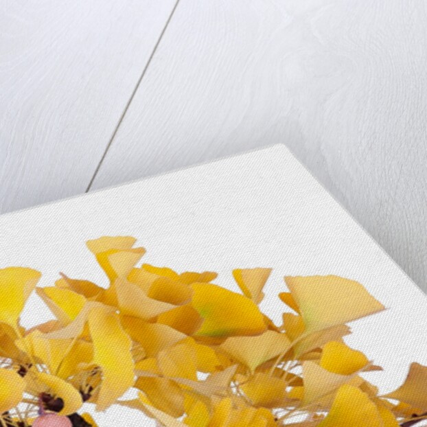 bonsai ginko biloba by Anonymous