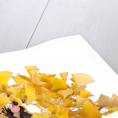 bonsai ginko biloba by Anonymous
