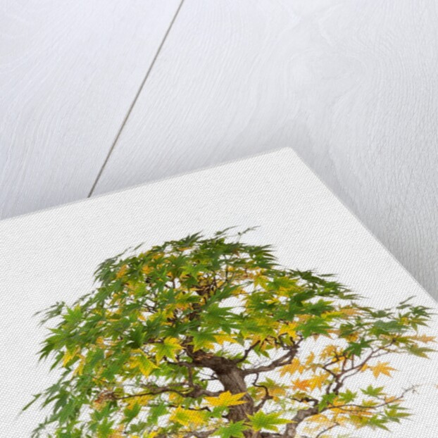 bonsai by Anonymous