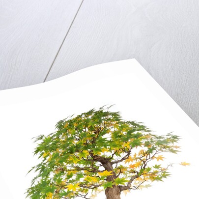 bonsai by Anonymous