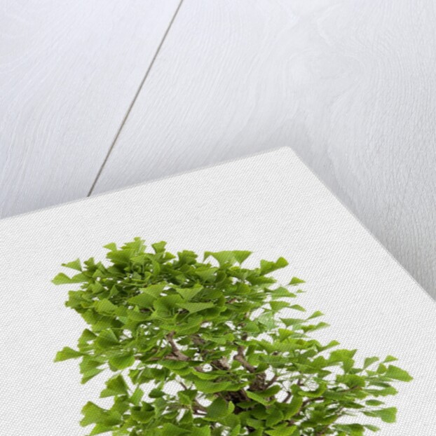 bonsai ginko biloba by Anonymous