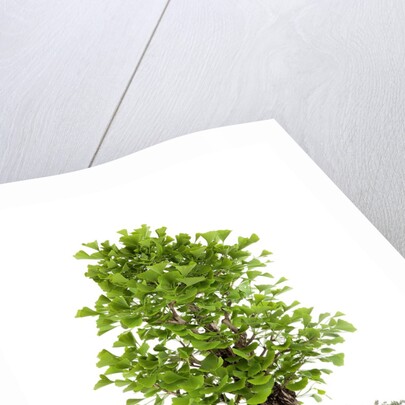bonsai ginko biloba by Anonymous