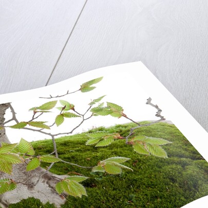 bonsai by Anonymous