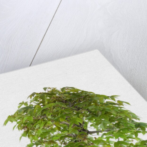 bonsai by Anonymous