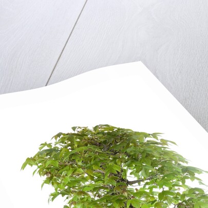 bonsai by Anonymous