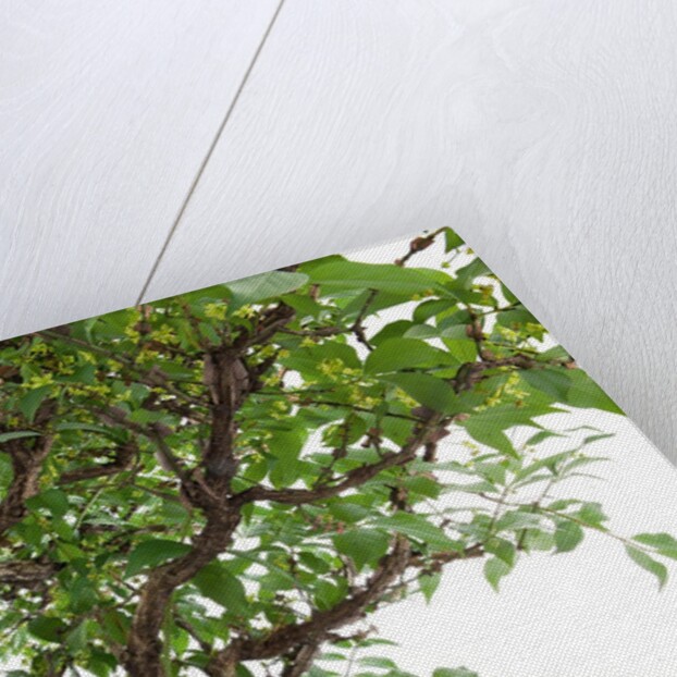 bonsai by Anonymous