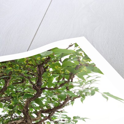 bonsai by Anonymous