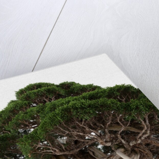 bonsai by Anonymous