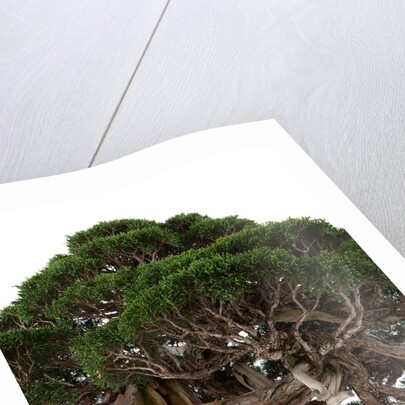 bonsai by Anonymous