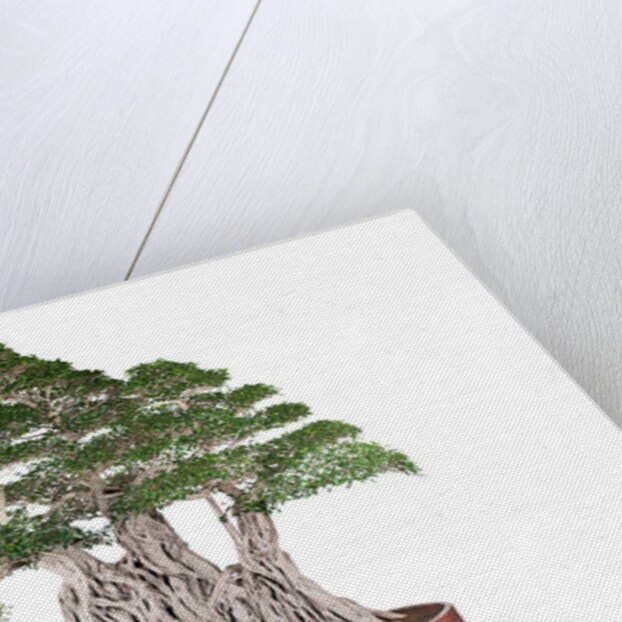 bonsai by Anonymous