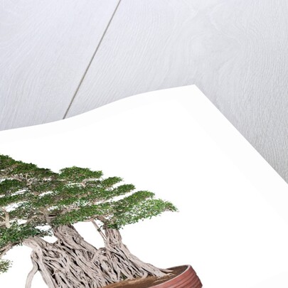 bonsai by Anonymous