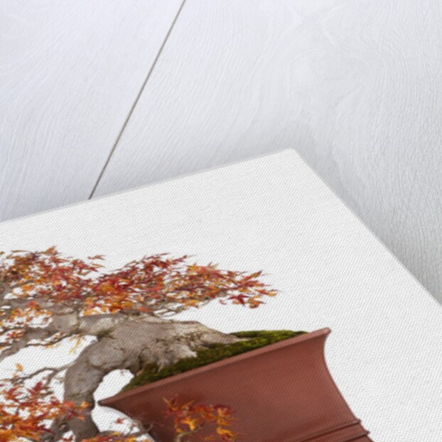bonsai by Anonymous