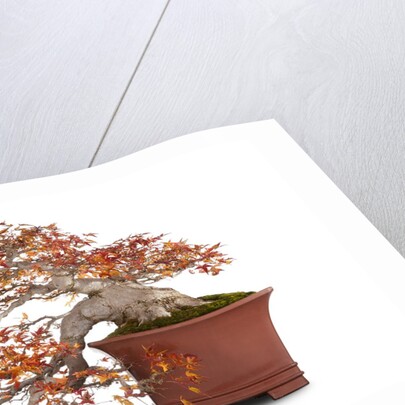 bonsai by Anonymous
