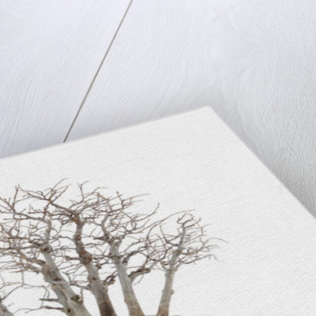 bonsai by Anonymous