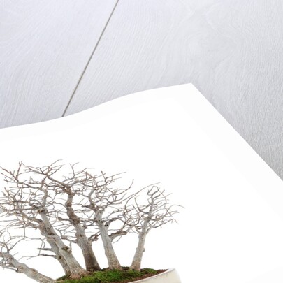 bonsai by Anonymous