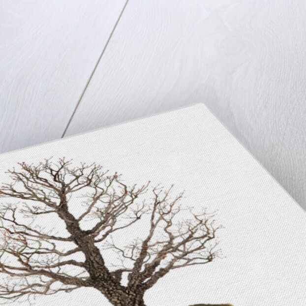 bonsai by Anonymous