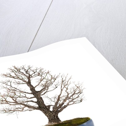 bonsai by Anonymous