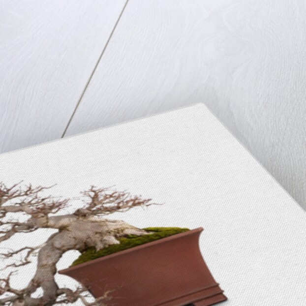 bonsai by Anonymous