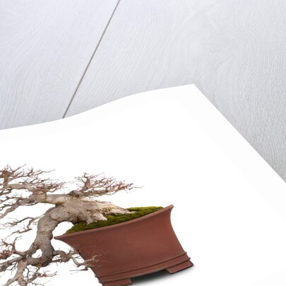bonsai by Anonymous