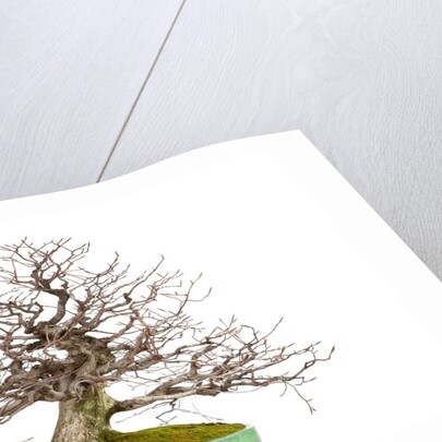 bonsai by Anonymous