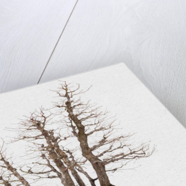 bonsai by Anonymous