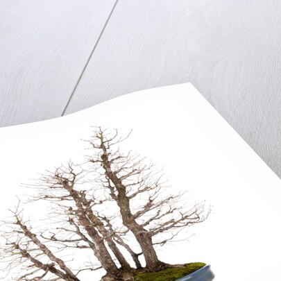 bonsai by Anonymous