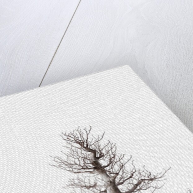 bonsai by Anonymous