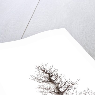 bonsai by Anonymous