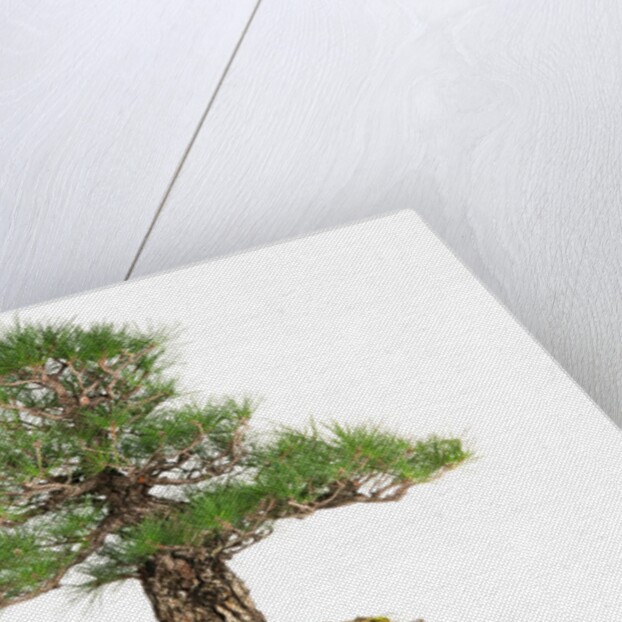 bonsai by Anonymous