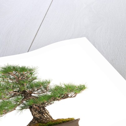 bonsai by Anonymous