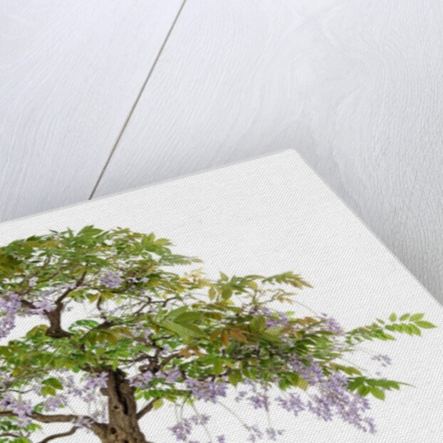 bonsai by Anonymous