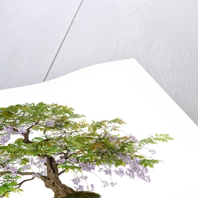 bonsai by Anonymous