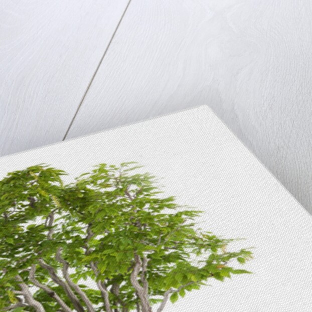 bonsai by Anonymous