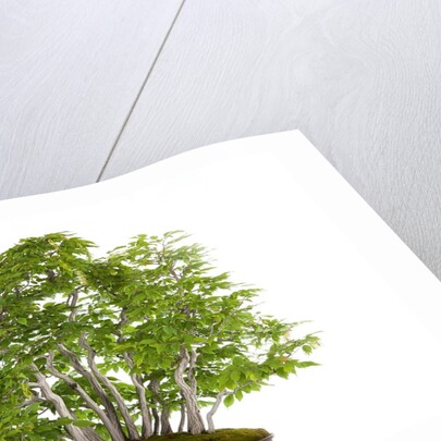 bonsai by Anonymous