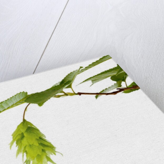 Japanese hornbeam leaves and hop by Anonymous