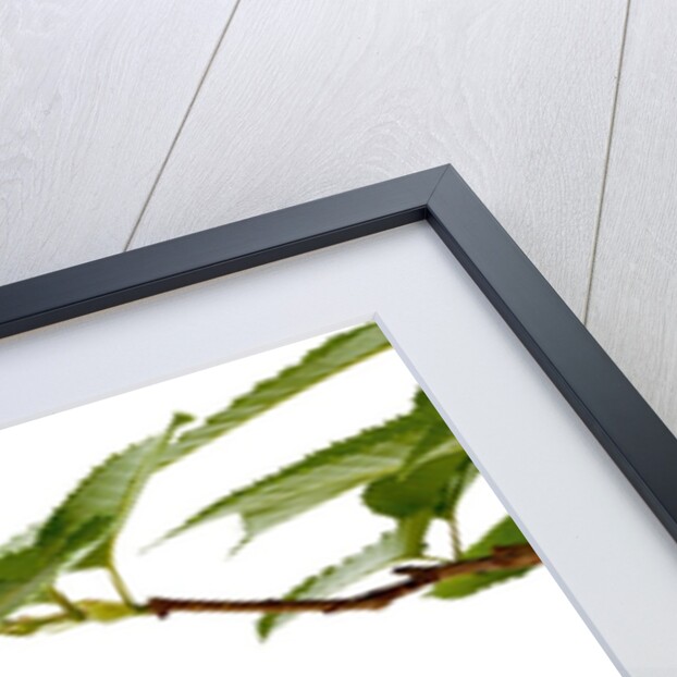 Japanese hornbeam leaves and hop by Anonymous