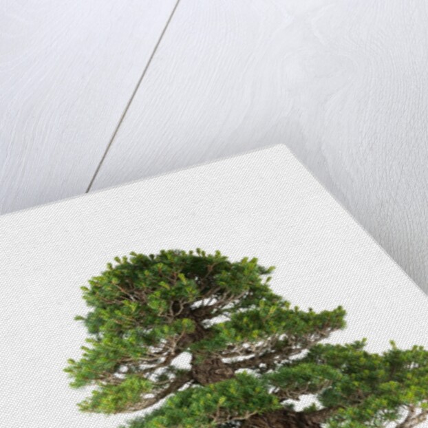 bonsai by Anonymous