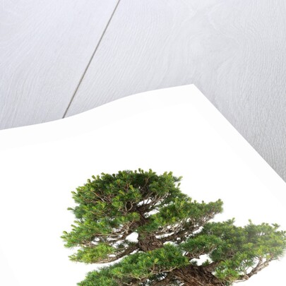 bonsai by Anonymous